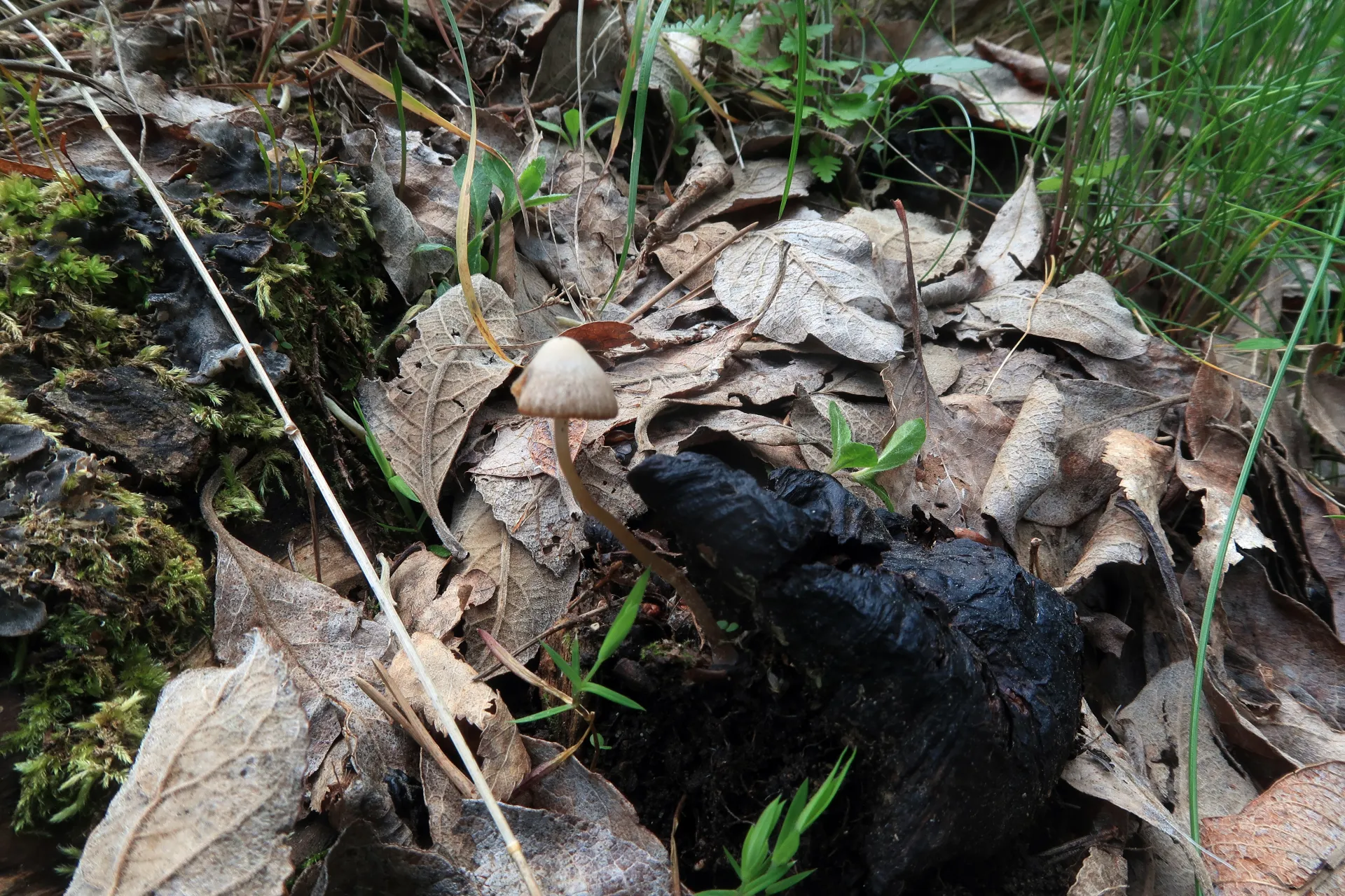 Psathyrella prona - 1 - IMG_7359